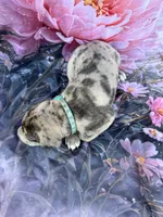 Turquoise , a male Great Dane for sale in Webb City, MO – 7 of 8