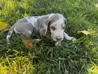 Royal blue, a male Great Dane for sale in Webb City, MO – 6 of 10