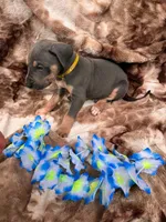 Yellow collat, a male Great Dane for sale in Webb City, MO – 2 of 10