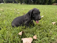 Green, a male Great Dane for sale in Webb City, MO – 5 of 6