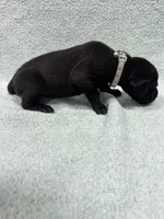 Gray collar , a male Great Dane for sale in Webb City, MO – 4 of 10