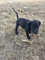 Gray collar , a male Great Dane for sale in Webb City, MO – 9 of 10