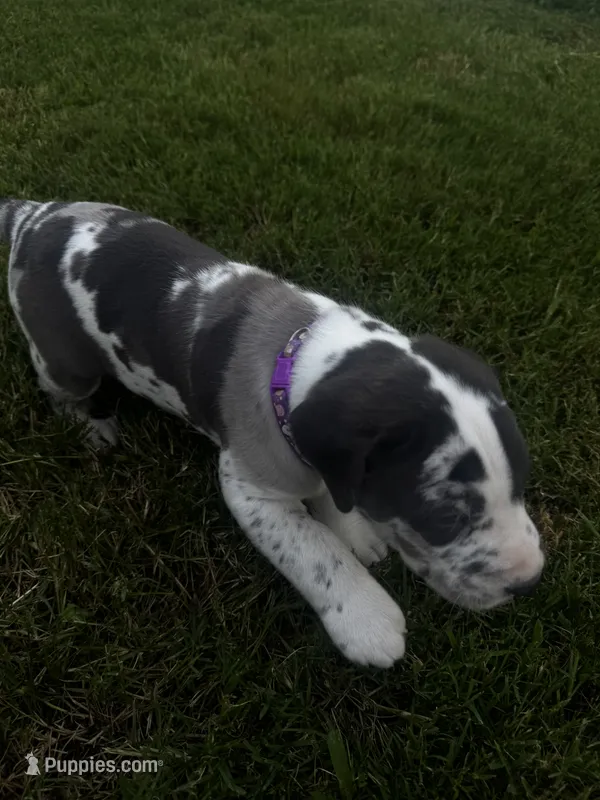 Purple collar – Great Dane puppy for sale in Webb City, MO