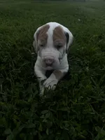 Green collar, a female Great Dane for sale in Webb City, MO – 2 of 8
