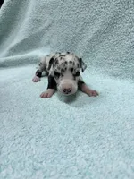 Purple, a female Great Dane for sale in Webb City, MO – 7 of 9