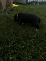 Yellow, a female Great Dane for sale in Webb City, MO – 10 of 10