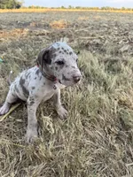 Pinky, a female Great Dane for sale in Webb City, MO – 8 of 10