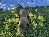 Pink, a female Great Dane for sale in Webb City, MO – 6 of 10