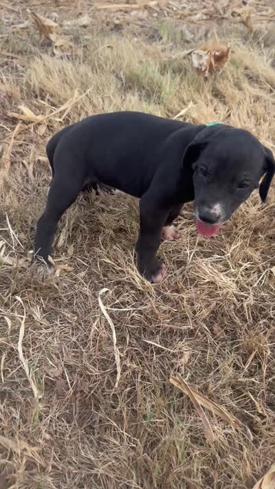 Green, a female Great Dane for sale in Webb City, MO – 9 of 10