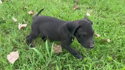 Green, a male Great Dane for sale in Webb City, MO – 6 of 6