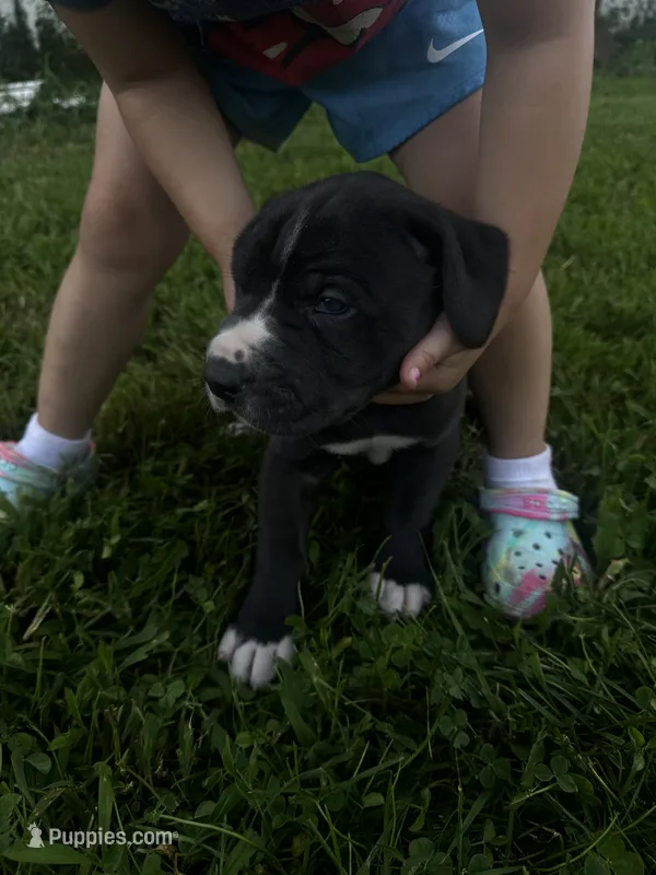 Gray collar – Great Dane puppy for sale in Webb City, MO