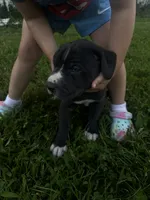 Gray collar, a male Great Dane for sale in Webb City, MO – 1 of 10