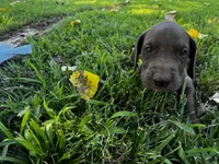 Purple collar , a female Great Dane for sale in Webb City, MO – 6 of 9
