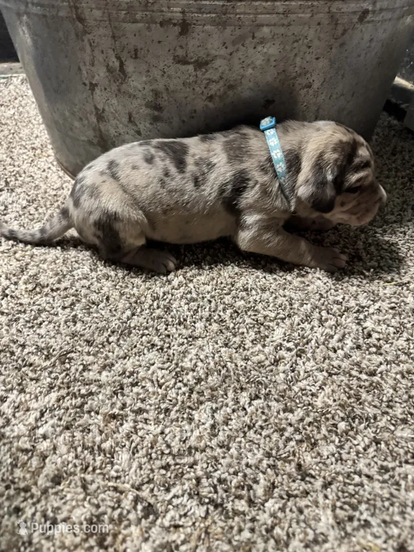 Turquoise  – Great Dane puppy for sale in Webb City, MO