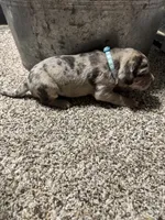 Turquoise , a male Great Dane for sale in Webb City, MO – 1 of 8