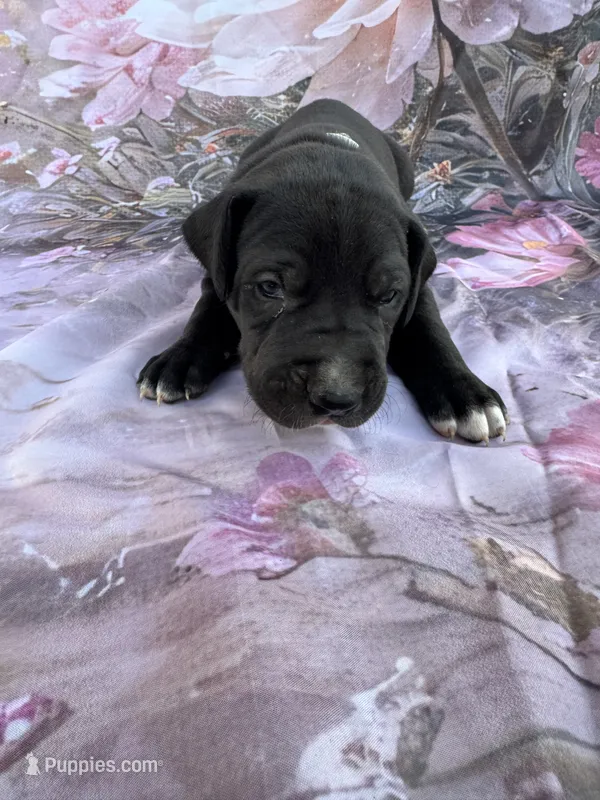 Gray collar 3 musketeers  – Great Dane puppy for sale in Webb City, MO