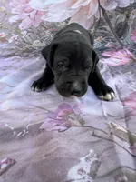 Gray collar 3 musketeers , a male Great Dane for sale in Webb City, MO – 1 of 10