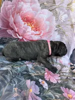 Pink collar, a female Great Dane for sale in Webb City, MO – 9 of 9