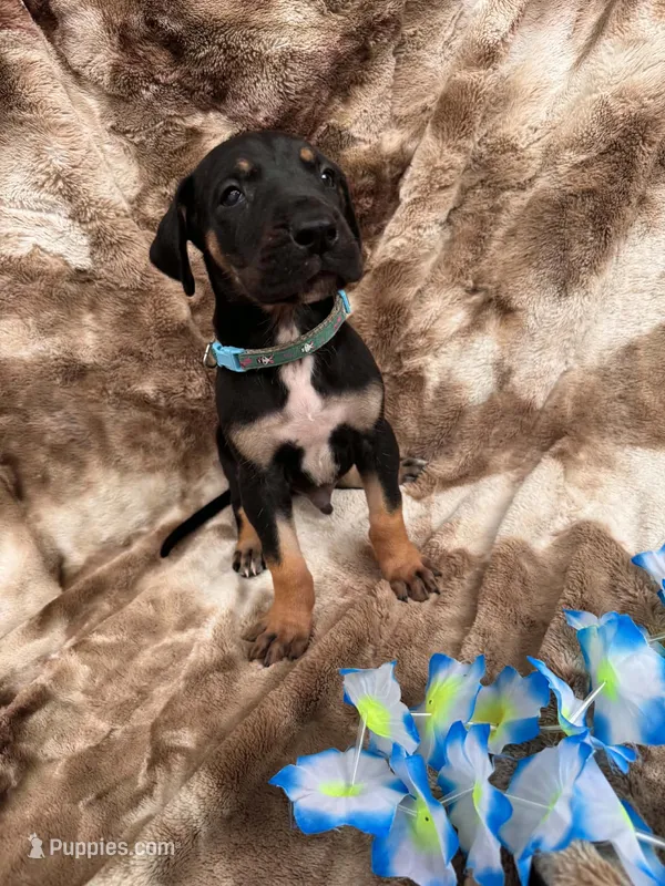 Turqoise – Great Dane puppy for sale in Webb City, MO