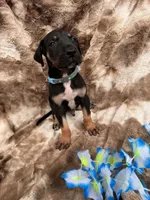 Turqoise, a male Great Dane for sale in Webb City, MO – 1 of 10