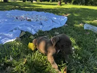 Pink, a female Great Dane for sale in Webb City, MO – 9 of 10