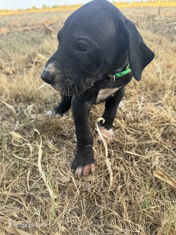 Green – Great Dane puppy for sale in Webb City, MO