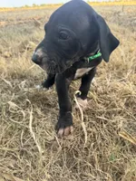 Green, a female Great Dane for sale in Webb City, MO – 1 of 10