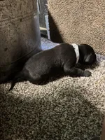 Gray collar 3 musketeers , a male Great Dane for sale in Webb City, MO – 5 of 10
