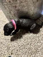 Pink collar, a female Great Dane for sale in Webb City, MO – 8 of 9