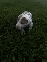 Green collar, a female Great Dane for sale in Webb City, MO – 4 of 8