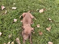 Gray color, a male Great Dane for sale in Webb City, MO – 8 of 8