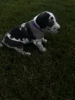 Purple collar, a female Great Dane for sale in Webb City, MO – 8 of 10