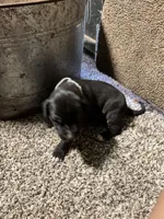 Gray collar 3 musketeers , a male Great Dane for sale in Webb City, MO – 8 of 10