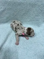 Pinky, a female Great Dane for sale in Webb City, MO – 7 of 10