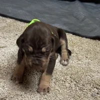 Green collar , a male Great Dane for sale in Webb City, MO – 2 of 10