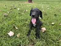 Green, a male Great Dane for sale in Webb City, MO – 3 of 6