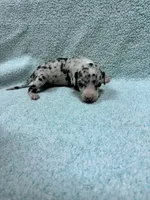 Purple, a female Great Dane for sale in Webb City, MO – 3 of 9