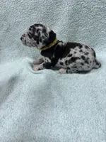 Yellow, a female Great Dane for sale in Webb City, MO – 4 of 10