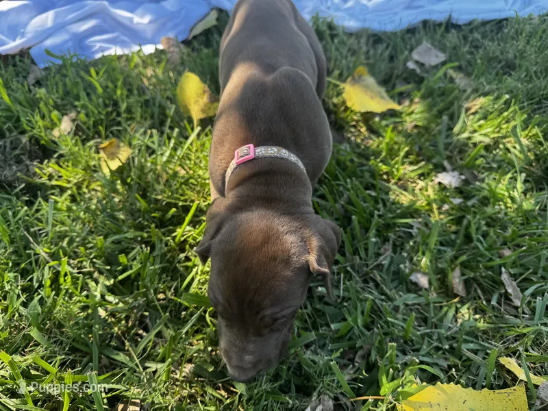 Pink – Great Dane puppy for sale in Webb City, MO