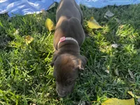 Pink, a female Great Dane for sale in Webb City, MO – 1 of 10
