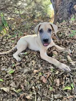 Fawn , a male Great Dane for sale in Webb City, MO – 8 of 10