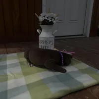 Purple collar , a female Great Dane for sale in Webb City, MO – Photo 8 of 10