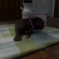 Purple collar , a female Great Dane for sale in Webb City, MO – Photo 4 of 10