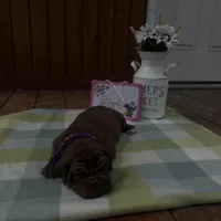 Purple collar , a female Great Dane for sale in Webb City, MO – Photo 2 of 10