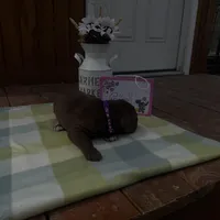 Purple collar , a female Great Dane for sale in Webb City, MO – Photo 7 of 10