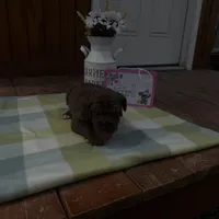 Purple collar , a female Great Dane for sale in Webb City, MO – Photo 6 of 10