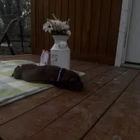 Purple collar , a female Great Dane for sale in Webb City, MO – Photo 10 of 10