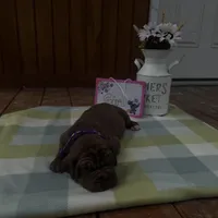 Purple collar , a female Great Dane for sale in Webb City, MO – Photo 3 of 10