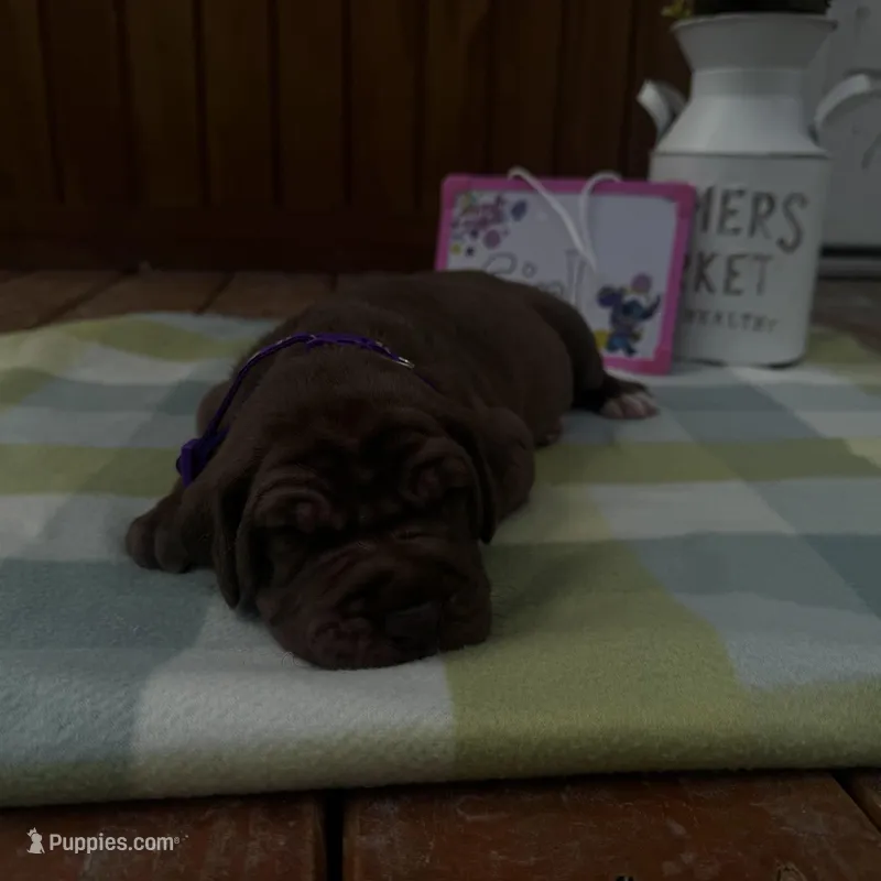 Purple collar  – Great Dane puppy for sale in Webb City, MO