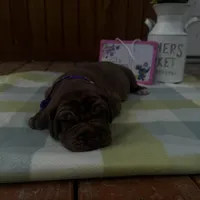 Purple collar , a female Great Dane for sale in Webb City, MO – Photo 1 of 10